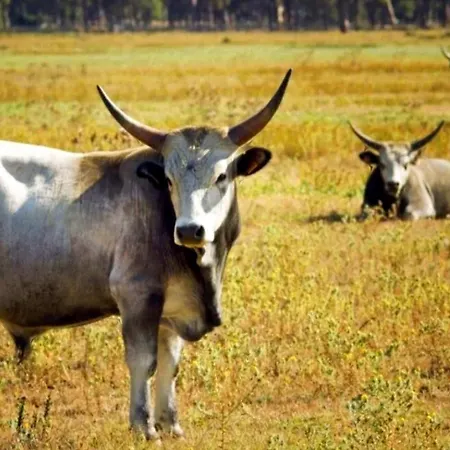 Terramare Bed & Breakfast