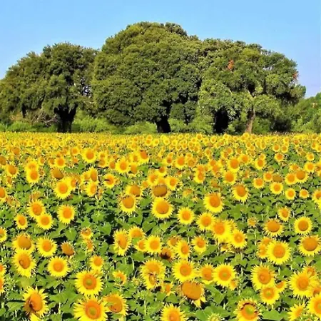 Terramare Bed & Breakfast 3*